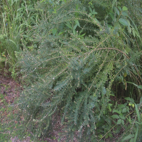 メドハギの全体像