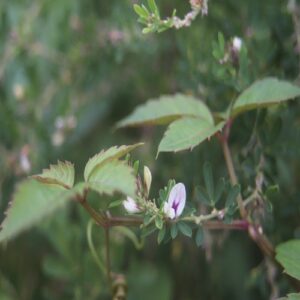 メドハギの花