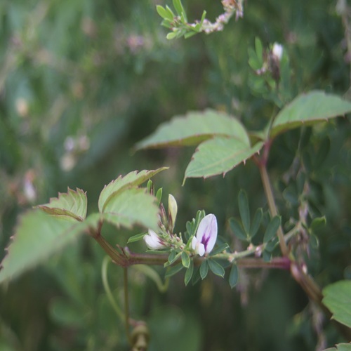 メドハギの花