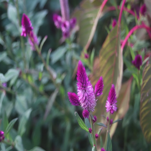 ノゲイトウの花