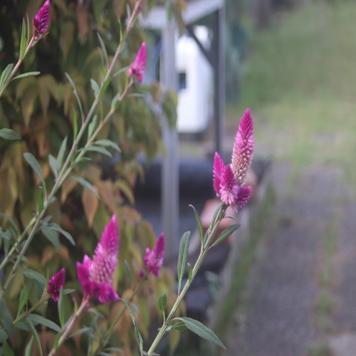 ノゲイトウの花