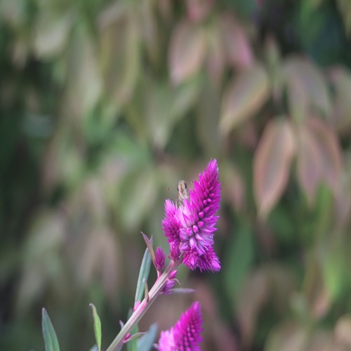 ノゲイトウの花