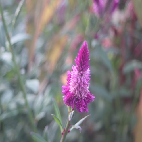 ノゲイトウの花