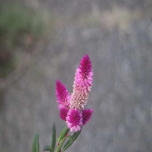 ノゲイトウの花