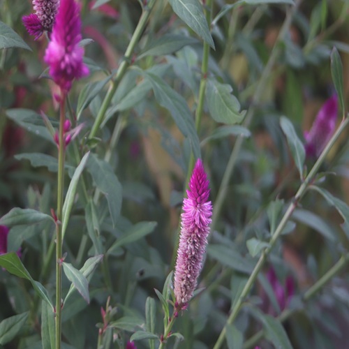 ノゲイトウの花