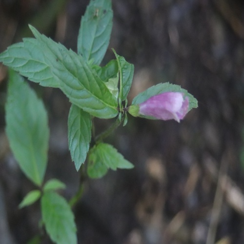 ジャコウソウの花柄