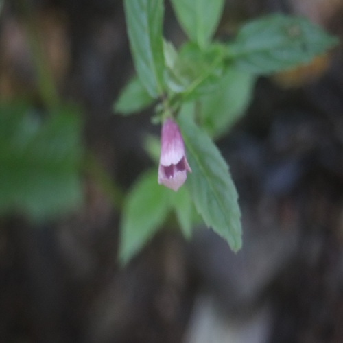 ジャコウソウの花