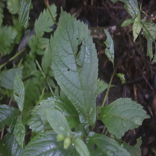 ジャコウソウの葉