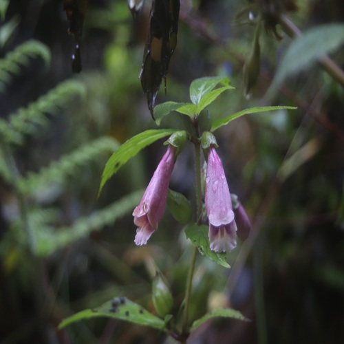 ジャコウソウの花