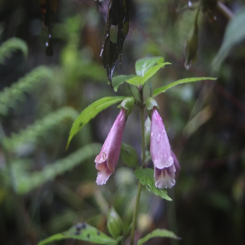 ジャコウソウの花
