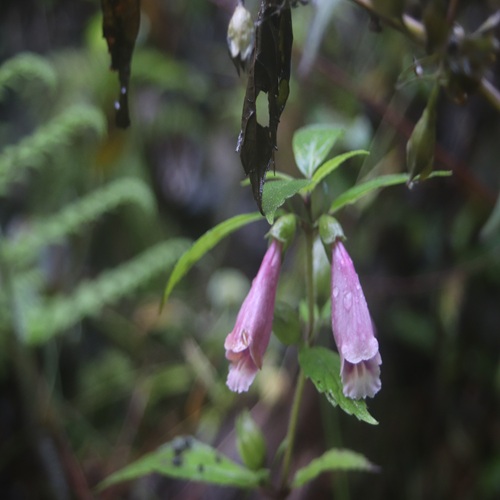 ジャコウソウの花