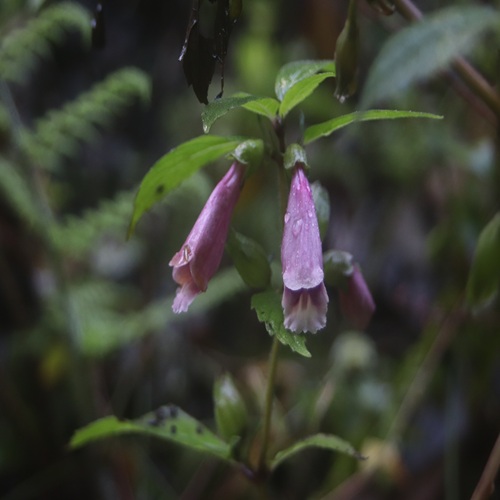 ジャコウソウの花