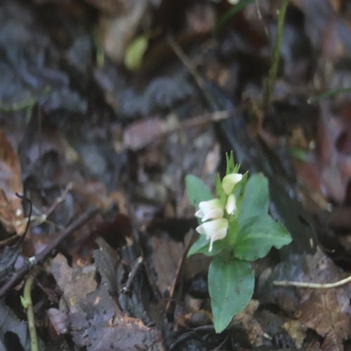 アケボノシュスランの花