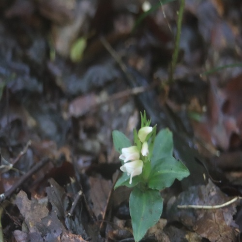 アケボノシュスランの花