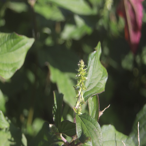 ヒナタノイノコヅチの花