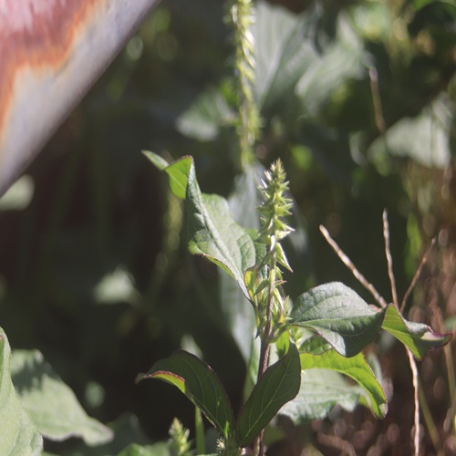 ヒナタノイノコヅチの花