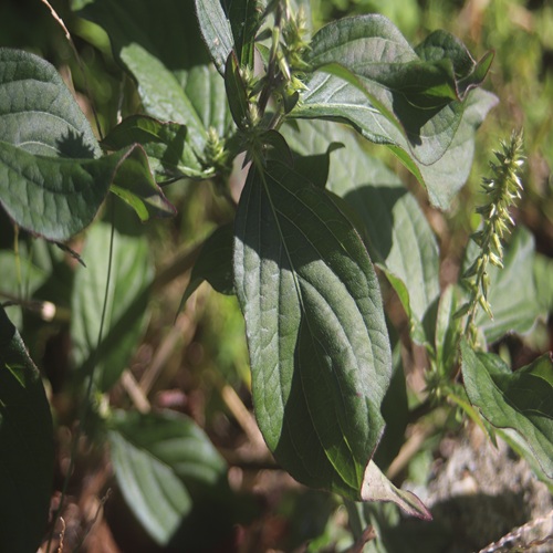 ヒナタノイノコヅチの葉