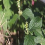 ヒナタノイノコヅチ