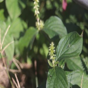 ヒナタノイノコヅチの花
