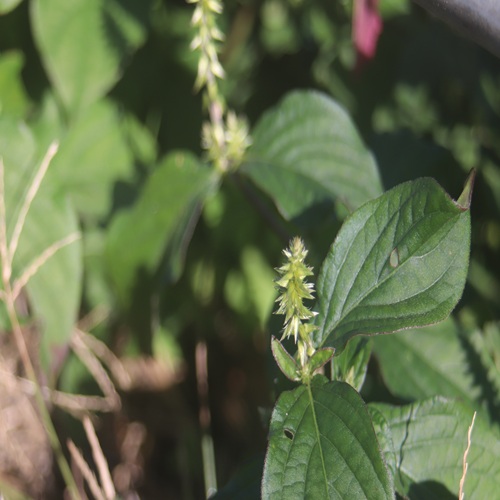 ヒナタノイノコヅチの花
