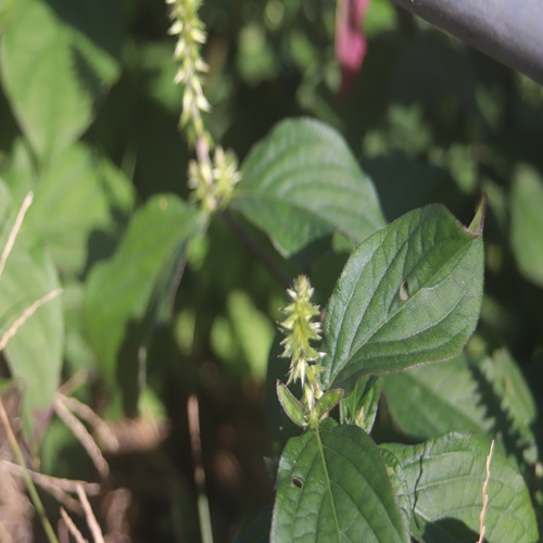 ヒナタノイノコヅチの花
