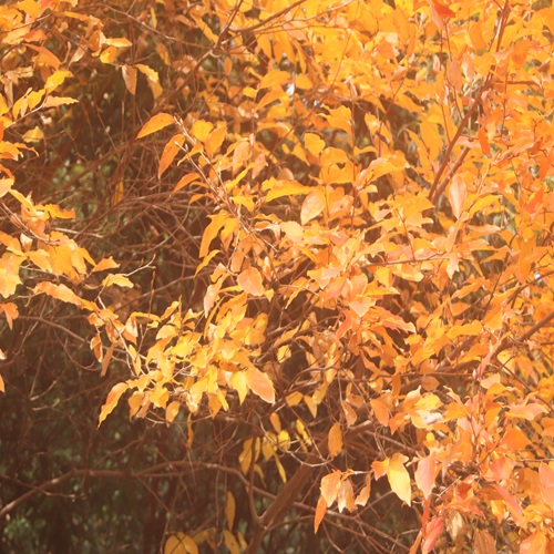 ヤマコウバシの紅葉