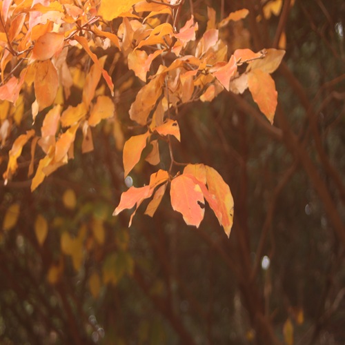 ヤマコウバシの葉