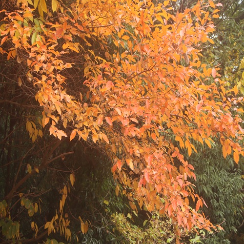 ヤマコウバシの紅葉