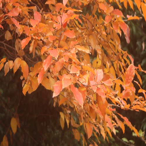 ヤマコウバシの紅葉