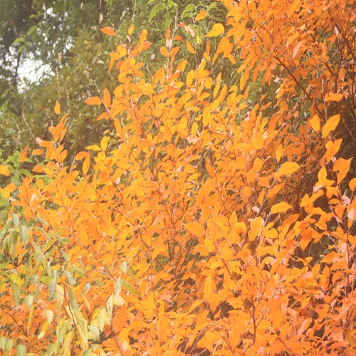 ヤマコウバシの紅葉