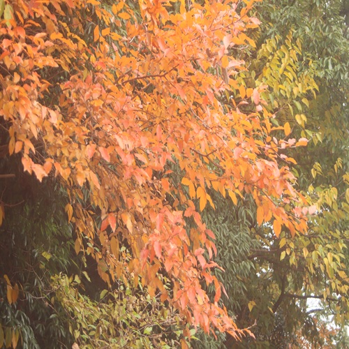 ヤマコウバシの紅葉