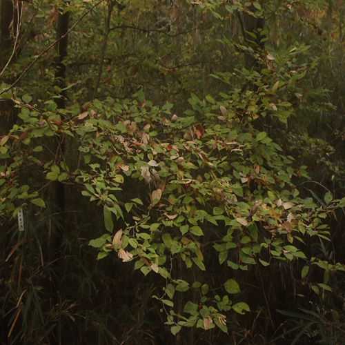 ウメモドキの全体像