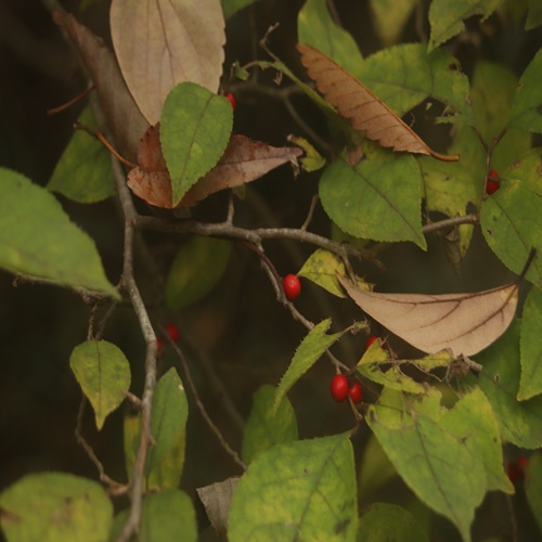 ウメモドキの実