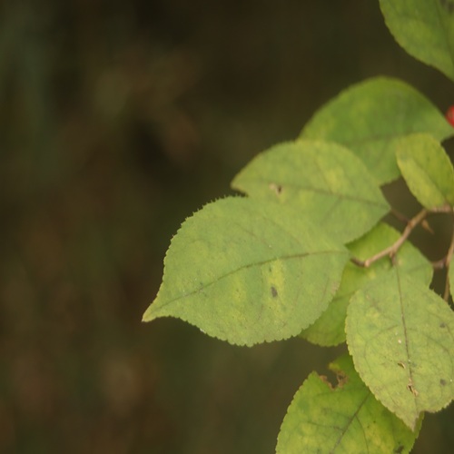 ウメモドキの葉