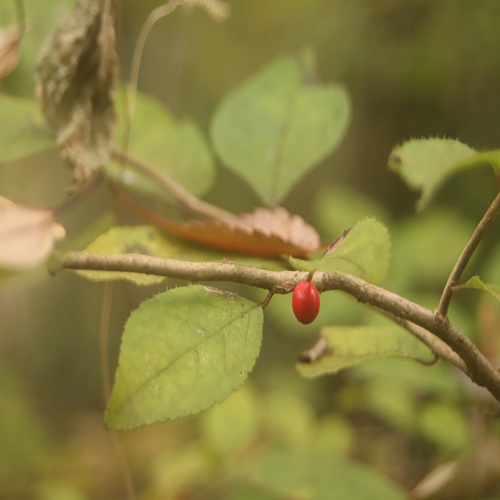 ウメモドキの実