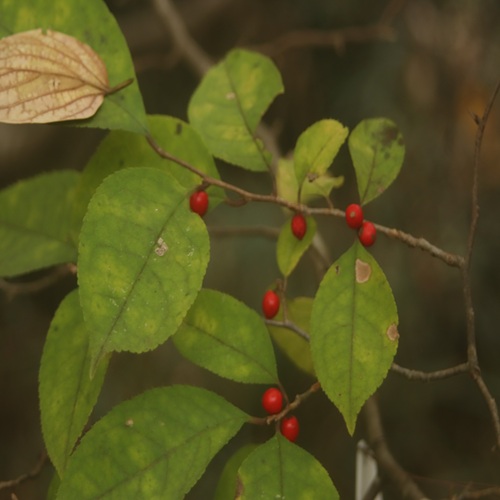 ウメモドキの実