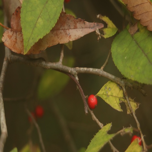 ウメモドキの実