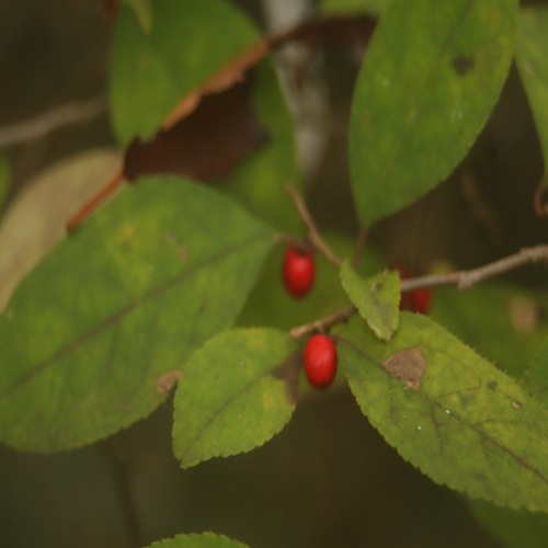 ウメモドキの実
