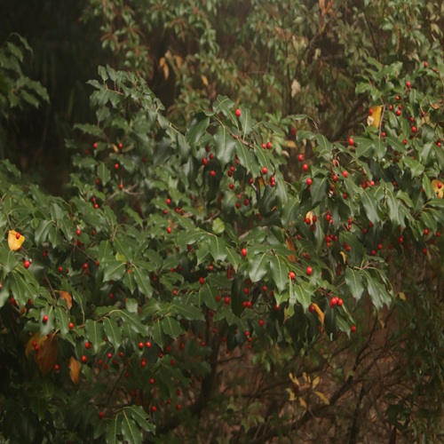 ソヨゴの全体像