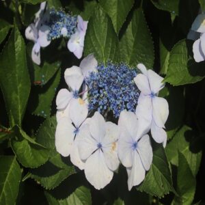 ガクアジサイの花