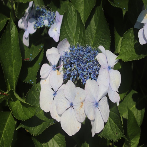 ガクアジサイの花