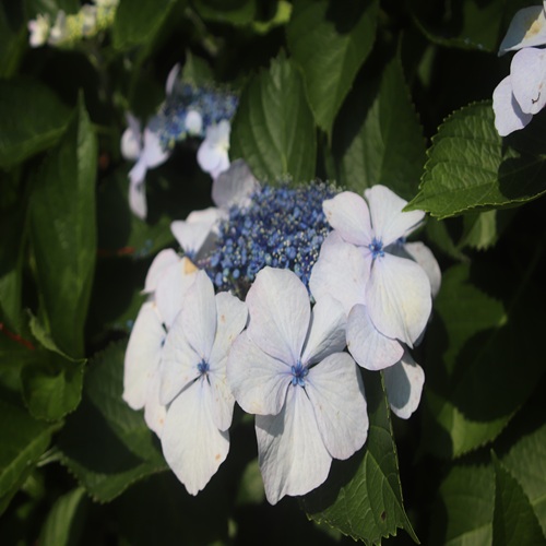 ガクアジサイの花