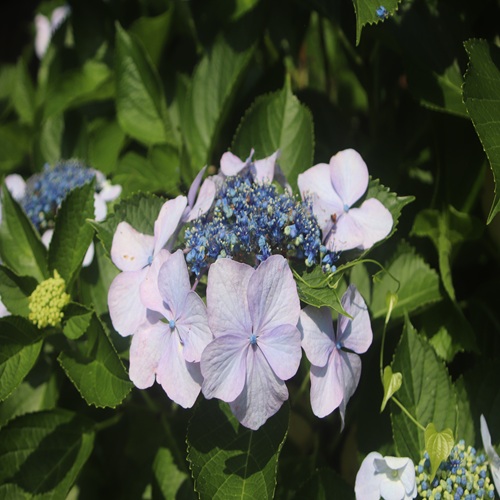 ガクアジサイの花