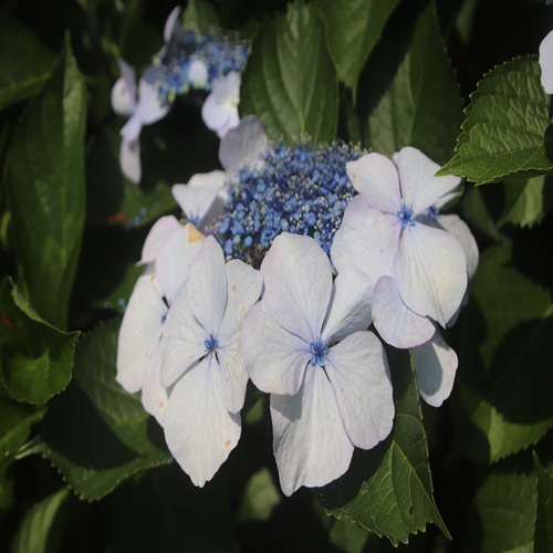 ガクアジサイの花