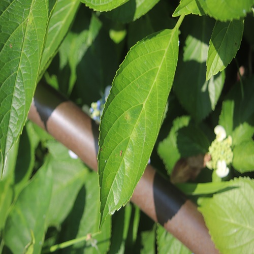 ガクアジサイの葉