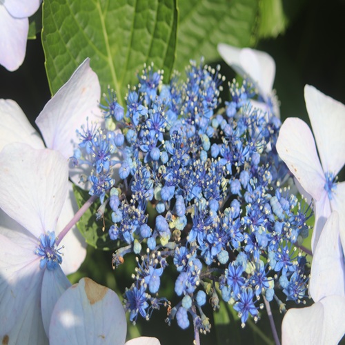 ガクアジサイの両性花