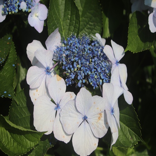 ガクアジサイの花