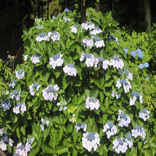 ガクアジサイの全体像