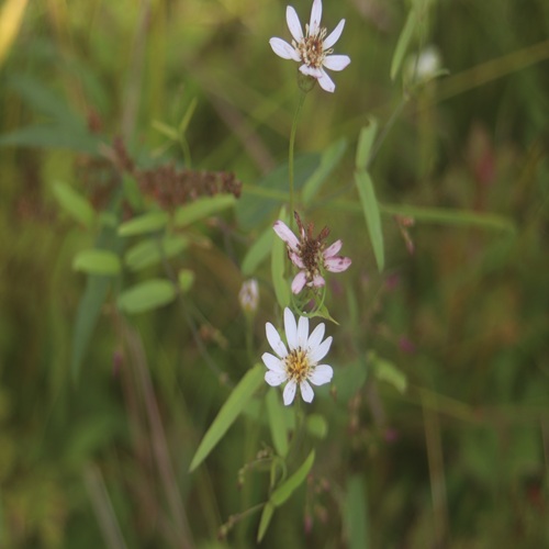 サワシロギクの花
