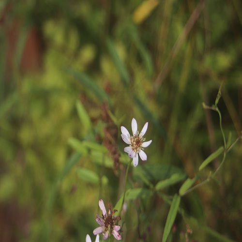 サワシロギクの花